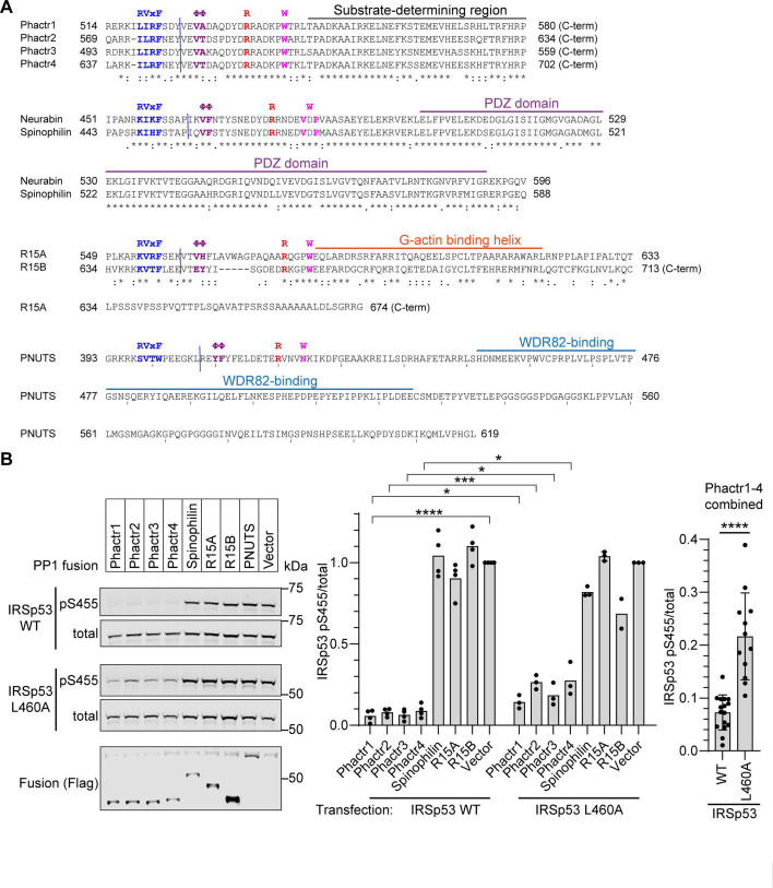 Figure 1—figure supplement 1.