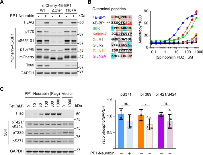 Figure 4—figure supplement 1.