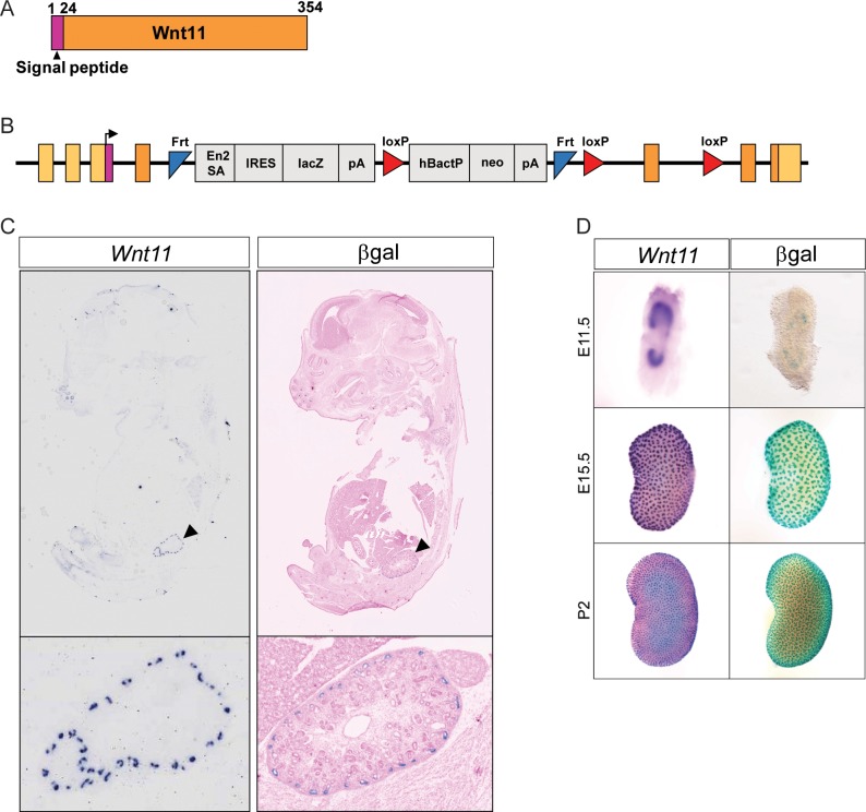 Figure 1—figure supplement 1.