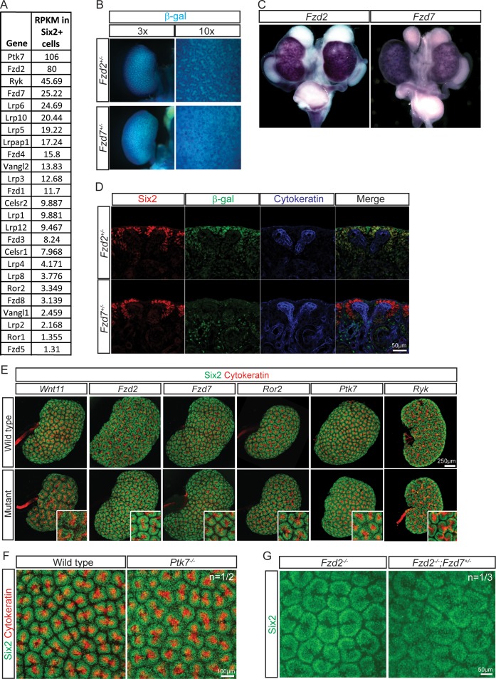 Figure 4—figure supplement 1.