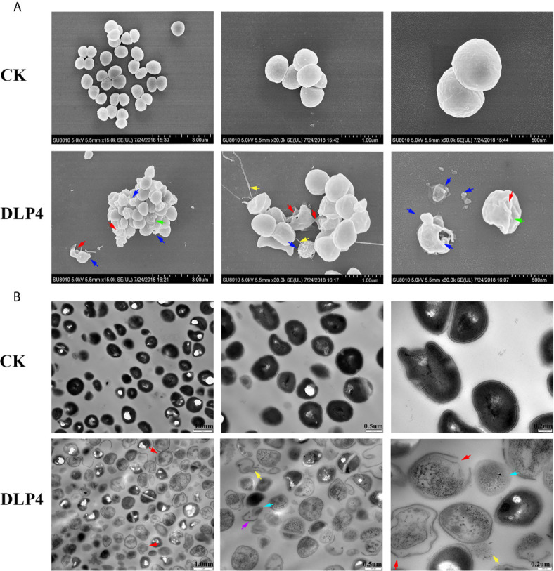 Figure 4