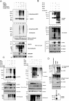 FIG. 1.