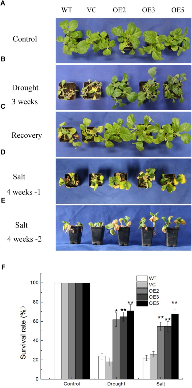 FIGURE 3