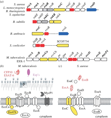 Figure 7.