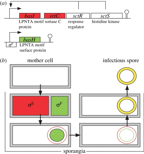 Figure 4.