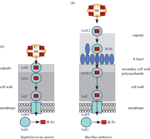 Figure 3.