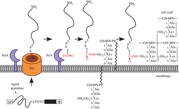 Figure 2.