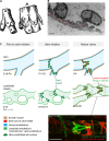 Fig. 2