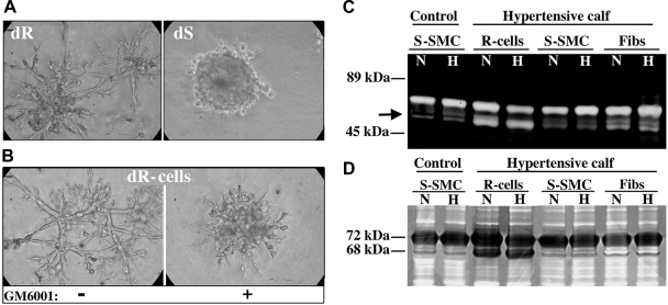 Fig. 8.