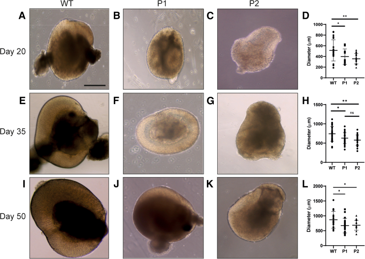 Figure 5