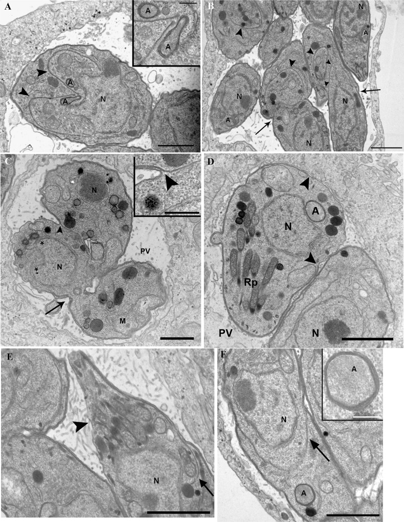 Fig 5