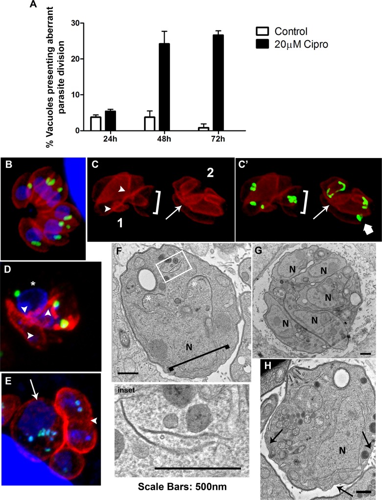 Fig 6