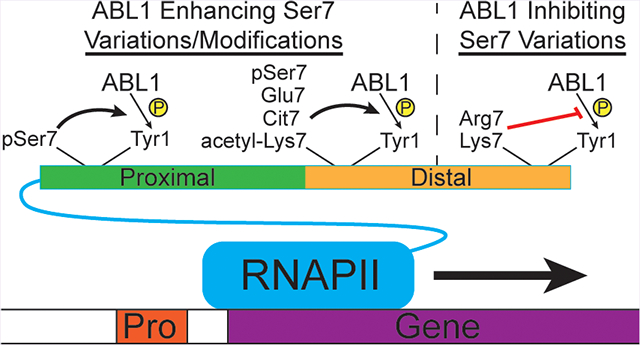 graphic file with name nihms-1556141-f0001.jpg