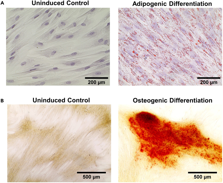 Figure 3