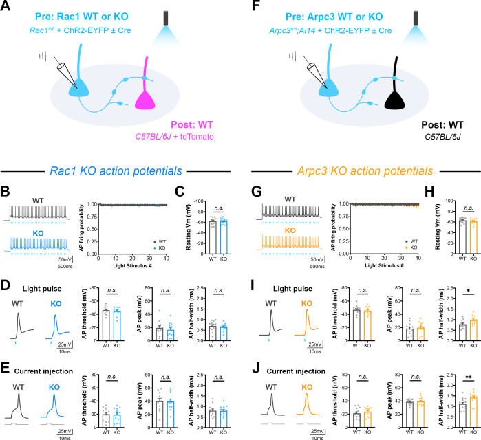 Figure 5—figure supplement 3.