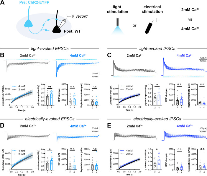 Figure 4—figure supplement 3.