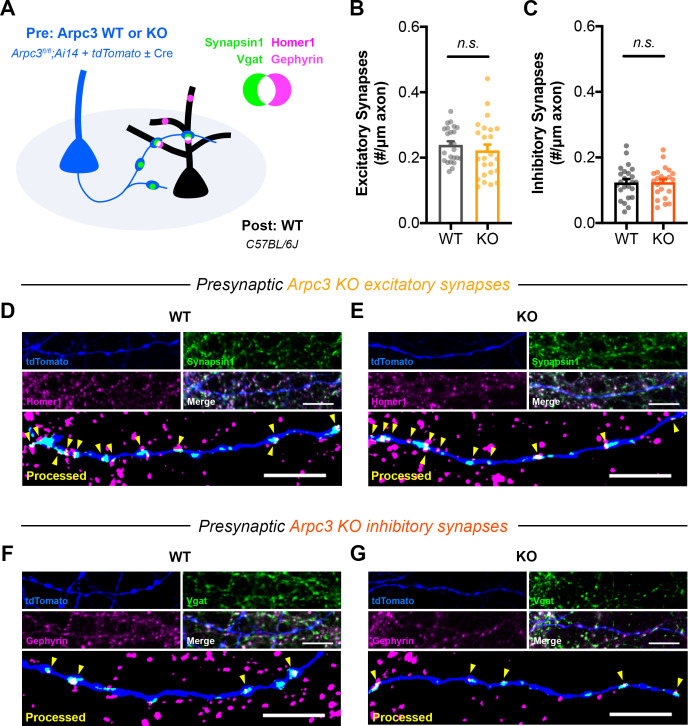 Figure 5—figure supplement 2.