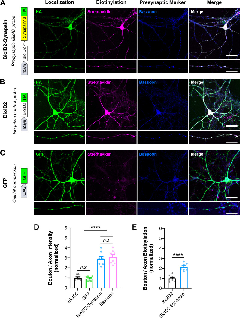 Figure 1—figure supplement 1.