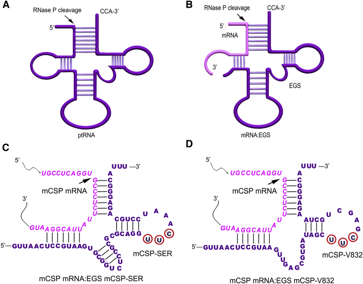 Figure 1