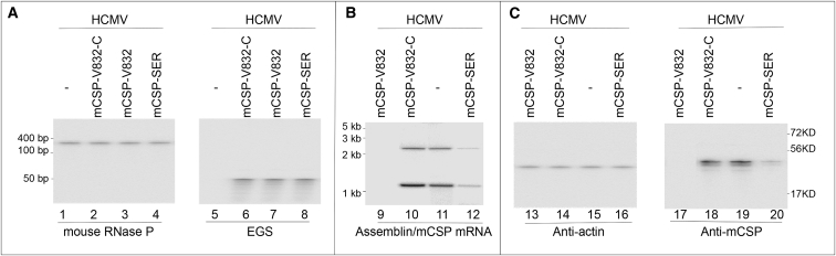 Figure 4