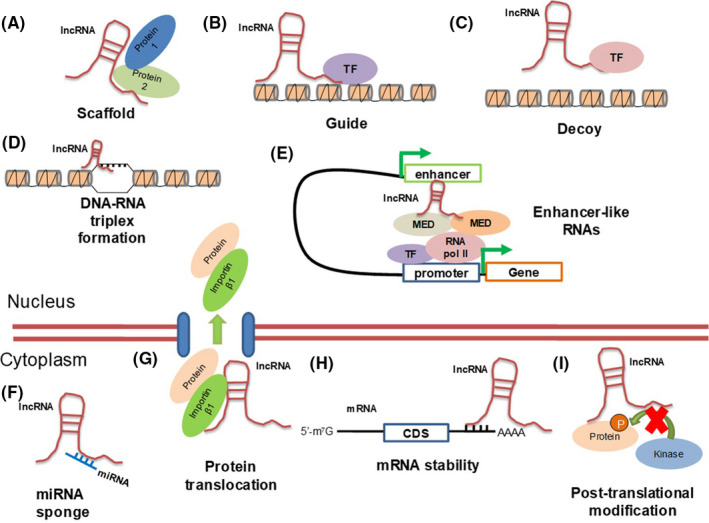 FIGURE 1