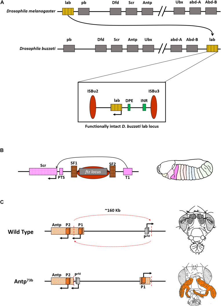 FIGURE 3