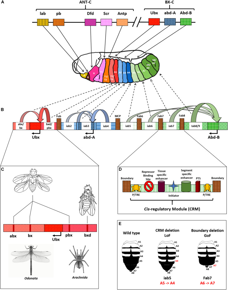 FIGURE 2