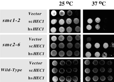 FIG. 7