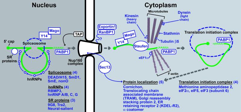 Fig 4.