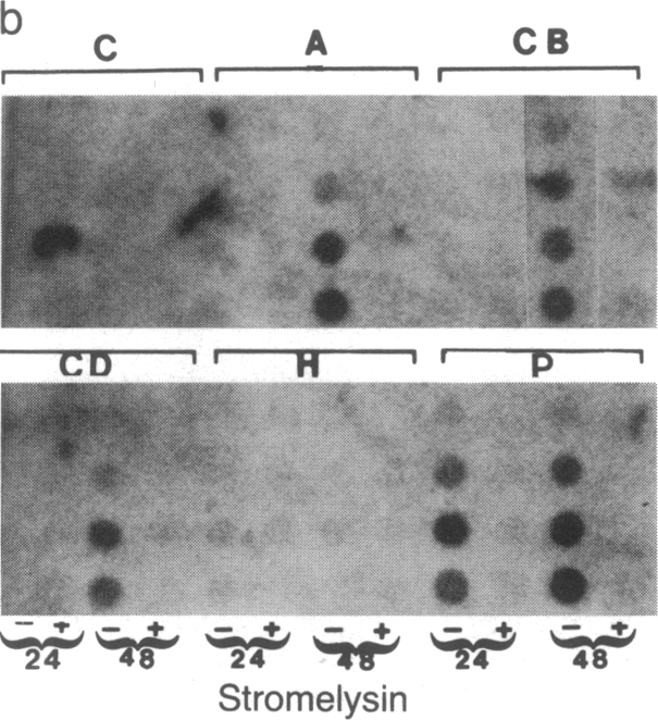 graphic file with name pnas00274-0047-e.jpg