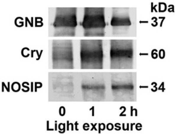 Figure 10.