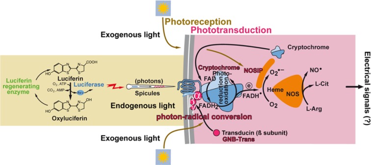 Figure 12.