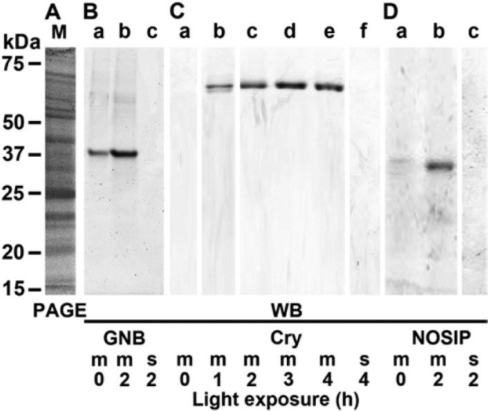 Figure 11.