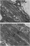 Fig. 12