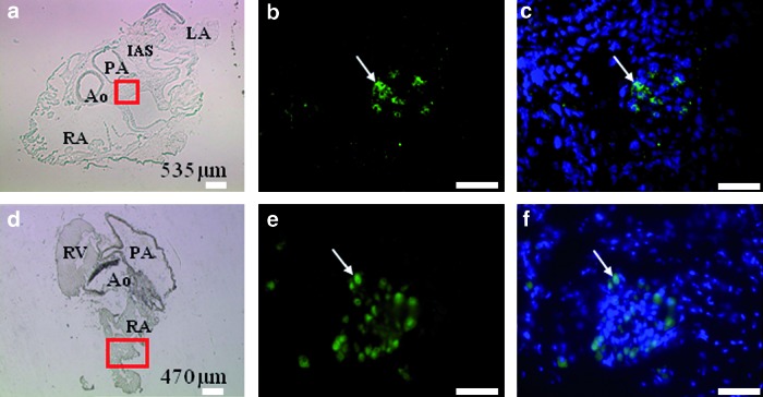 FIG. 1.