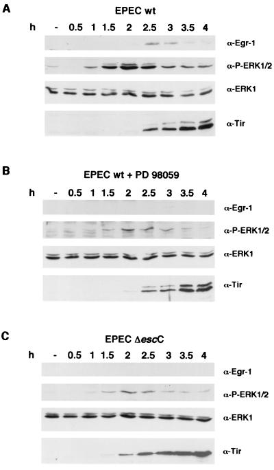 FIG. 5