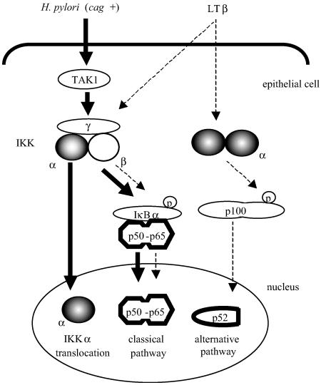 FIG. 7.