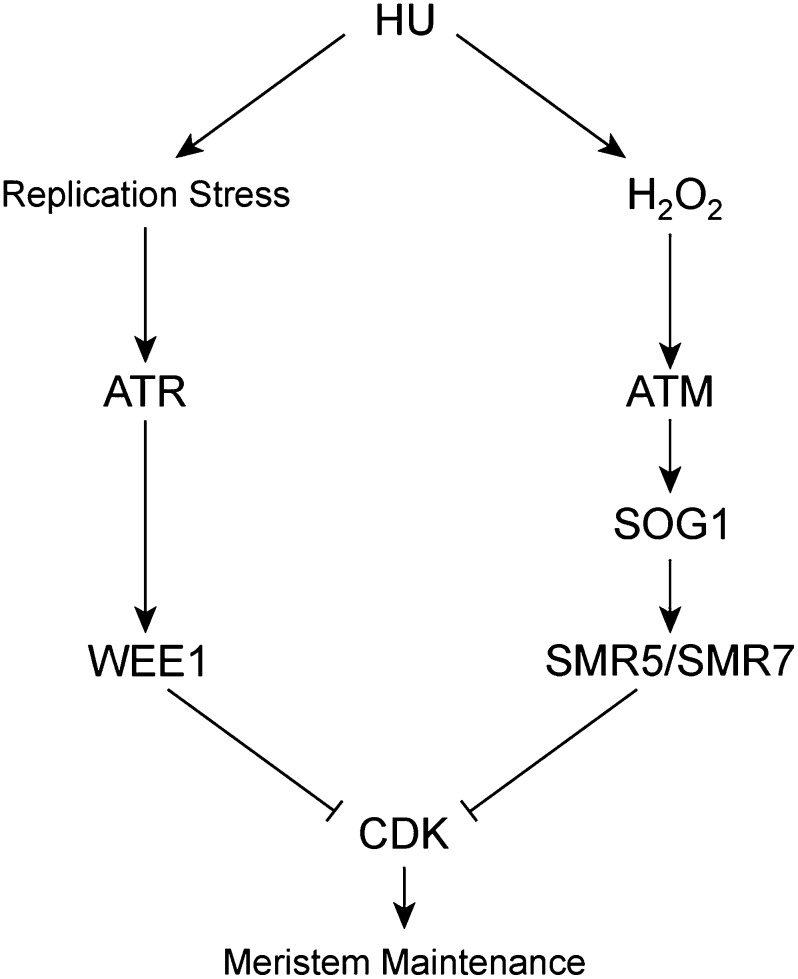 Figure 10.