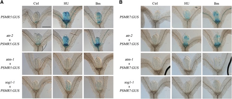 Figure 6.