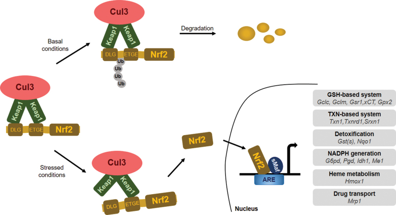 FIG. 2.