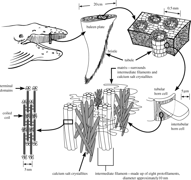 Figure 1.