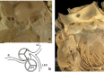 Fig. 11