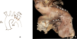 Fig. 6