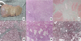 Fig. 10