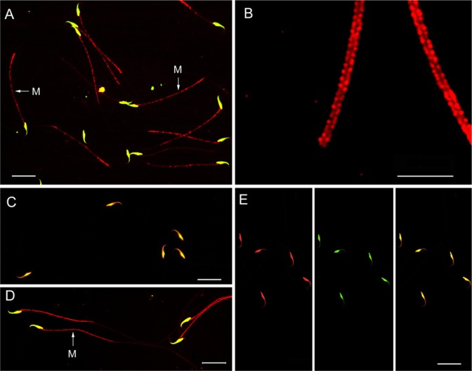 Figure 7.