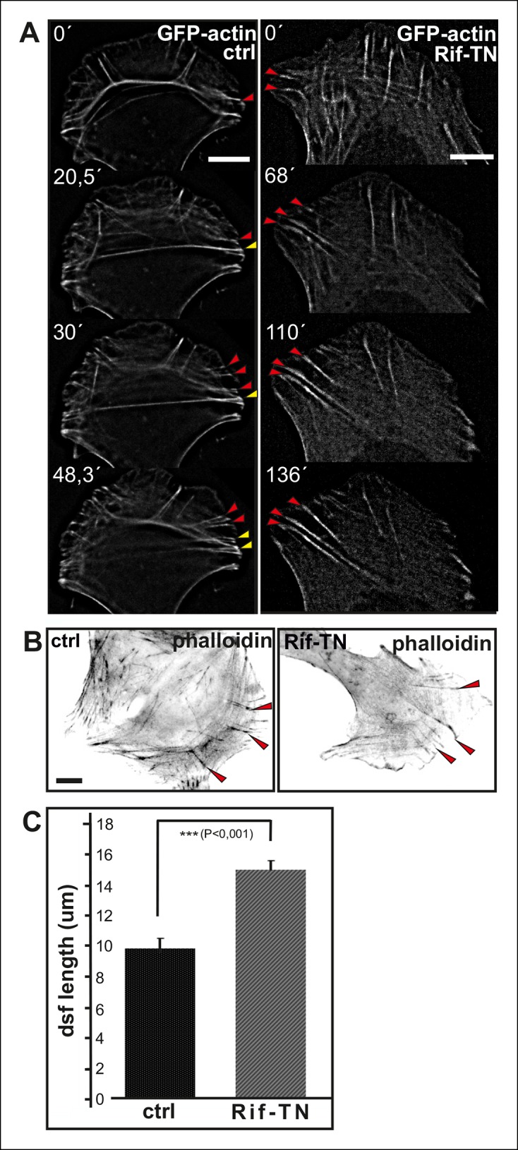 Figure 2—figure supplement 4.