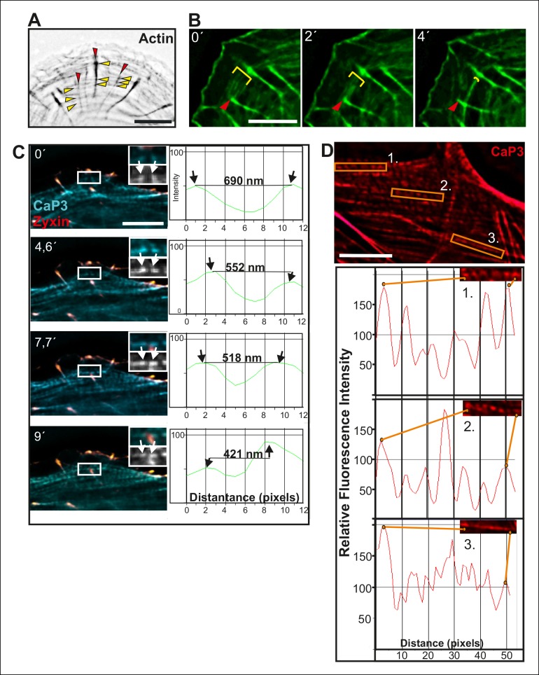 Figure 1—figure supplement 1.