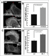 Figure 2—figure supplement 3.