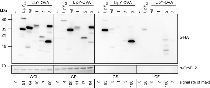 Fig. 3