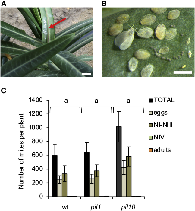 Figure 4